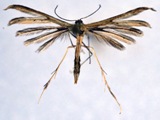 Pterophorus rhyparias